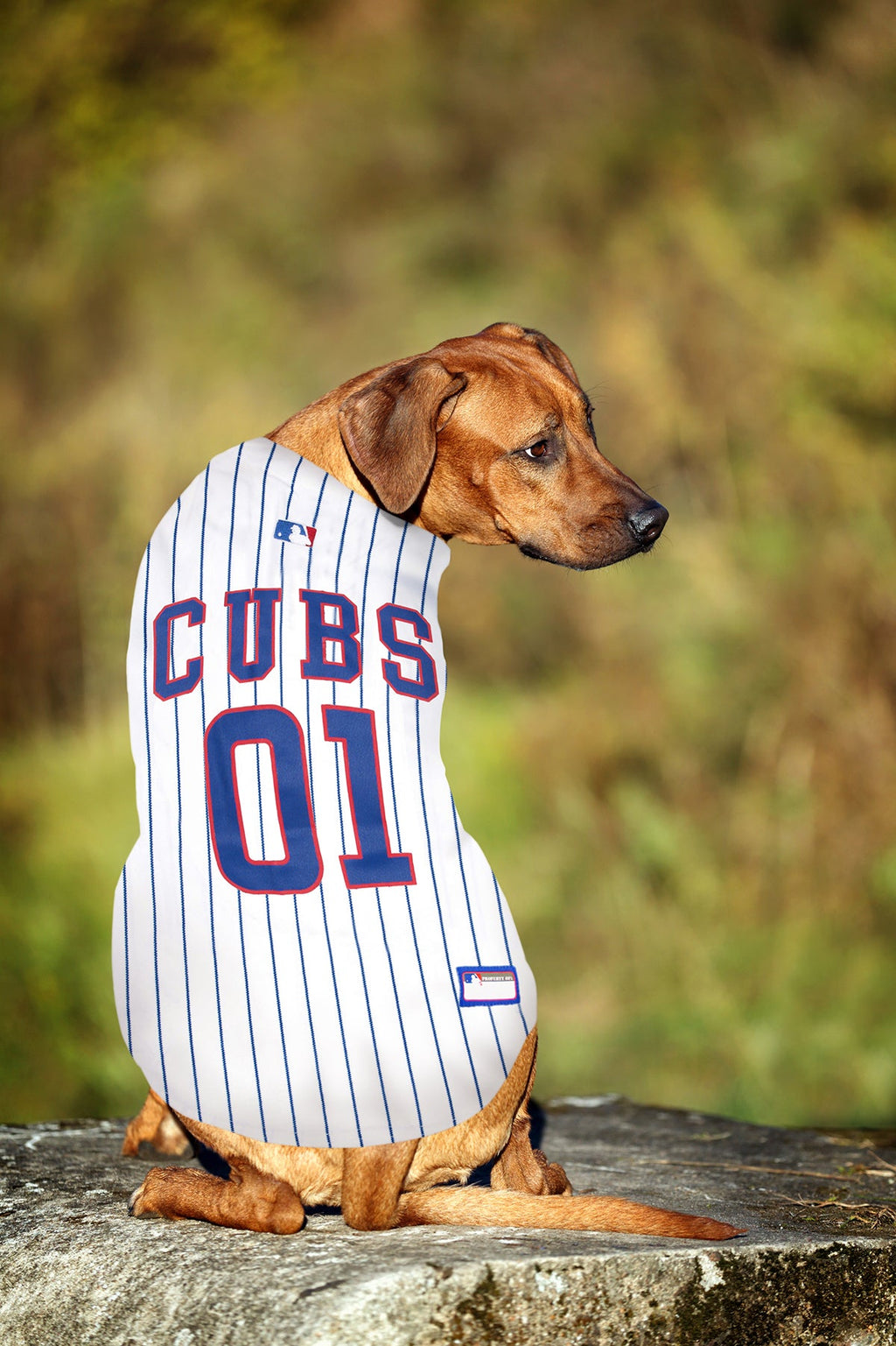 Chicago Cubs Pinstripe Dog Jersey product image 3, provided for visual reference and product detail review
